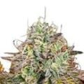 Apricot Candy | Feminisierte Cannabissamen von Paradise Seeds | 3 Hanfsamen