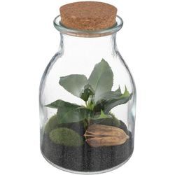 Atmosphera Créateur D'intérieur - Terrarium Bota Glastopf - H19 -5 cm