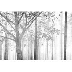 Fototapete ARCHITECTS PAPER "Atelier 47 Edge 2", grau (hellgrau, weiß, dunkelgrau), B:4m L:2,7m, Vlies, Tapeten, Wald Fototapete Edge 4,00 m x 2,70 m 200 g Vlies Premium Tapete Natur