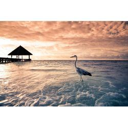 Fototapete PAPERMOON "Flamingo Tropical Beach", bunt, B:3,5m L:2,6m, Vlies, Tapeten