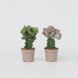 Plant in a Box - Cowboy-Kaktus - 2 Stk - Euphorbia 'Lactea' - Höhe 25-30cm - Topf 12cm