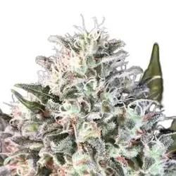 Space Cookies | Feminisierte Cannabissamen von Paradise Seeds | 3 Hanfsamen