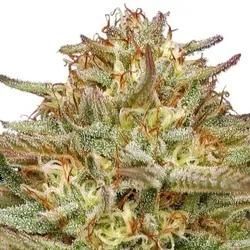 Orange Creampop | Feminisierte Cannabissamen von Humboldt Seed Co. | 3 Hanfsamen