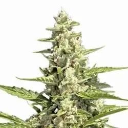 Auto Pandora | Feminisierte Cannabissamen von Paradise Seeds | 5 Hanfsamen